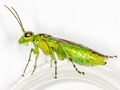 Rhogogaster scalaris